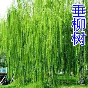 ���������������G�������S��z֦�~�����е�С�^�G����ľ���l