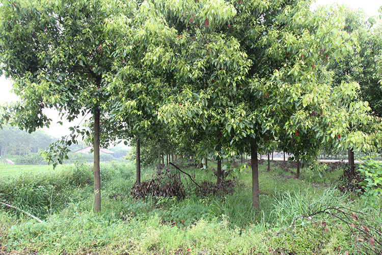 实生香樟10公分