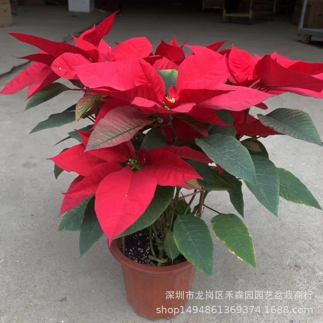 微信图片_20191225102419