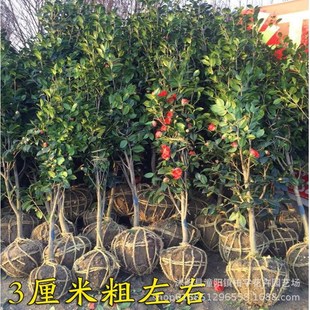 �Ͷ��軨����ɽ���Ͳ�����÷���Ի��ܵ�·ͥԺ�Nֲ�ͺ��ļ�����