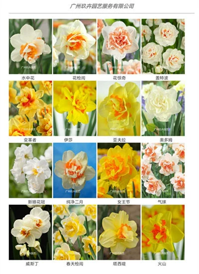 Нарцисс шар цветущее растение Цветущий шар рассады