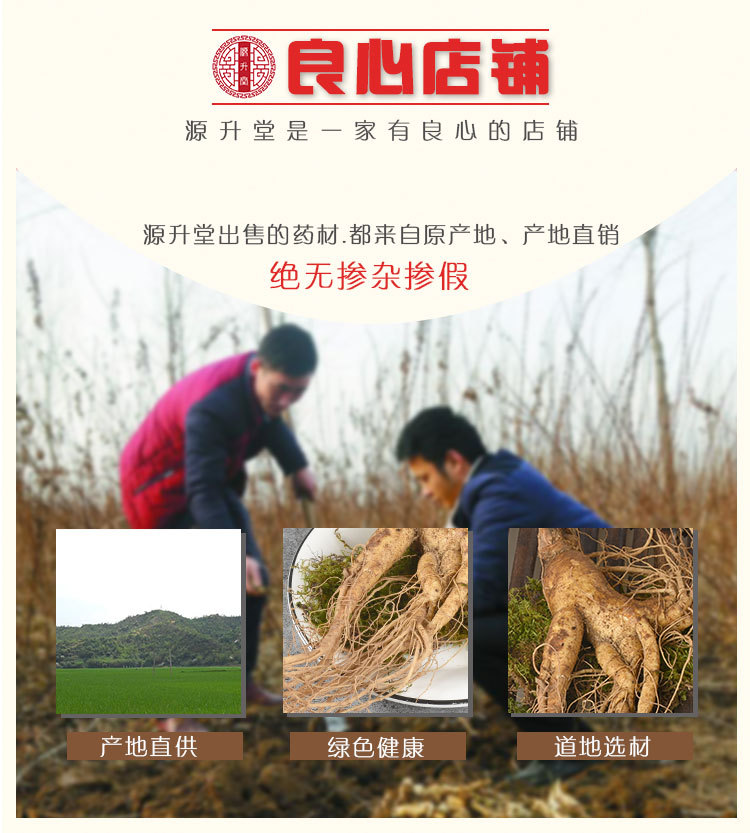 Fresh Ginseng Root (Panax ginseng) — Whole Fresh Ren Shen for Cooking & Decoction overview