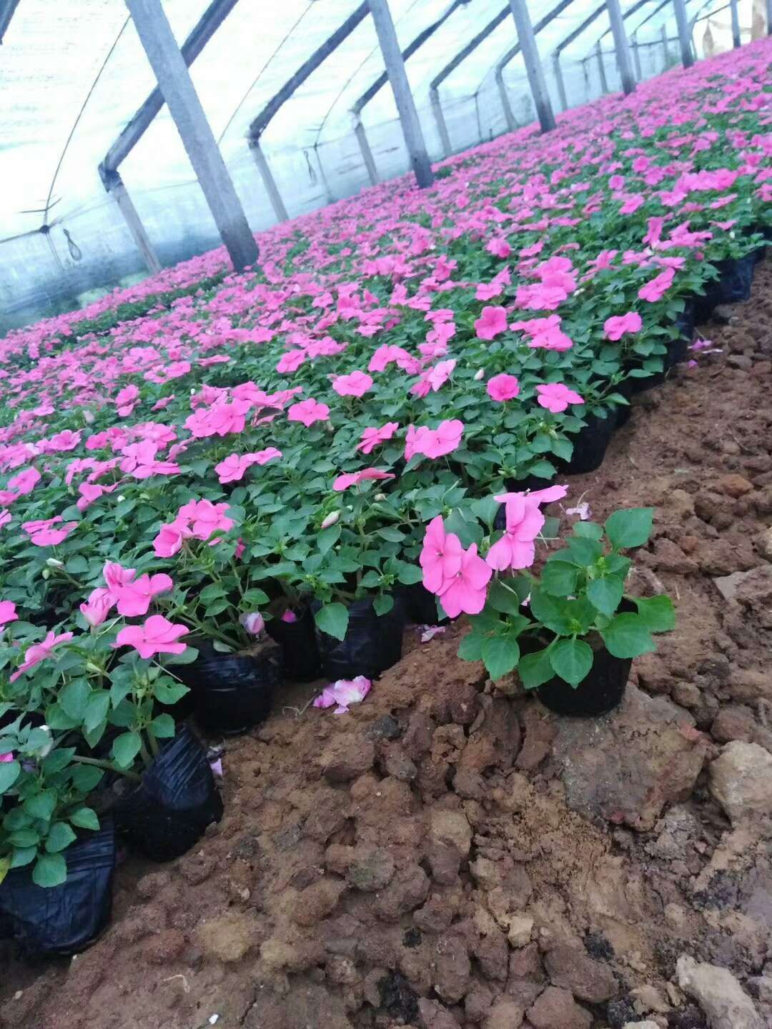 工程用苗价格波动趋势分析