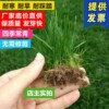 Capture Seed Seeds Four Seasons Everbright Pruning Dog Gone Manila Slope Protective Grass Seed Seeds Season Four Seasons