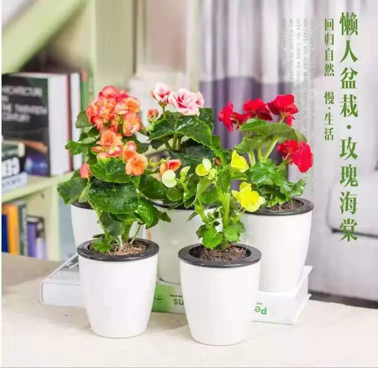 База прямых цветов в горшках Рог Бегония офисный Настольный Рог в горшке Саженцы бегонии