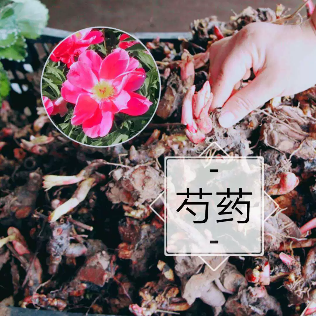 Луковичное растение Пиеония корневой блок Многолетние цветы в горшке комнатный и открытый сад балкон Декоративное цветочное растение Паеония