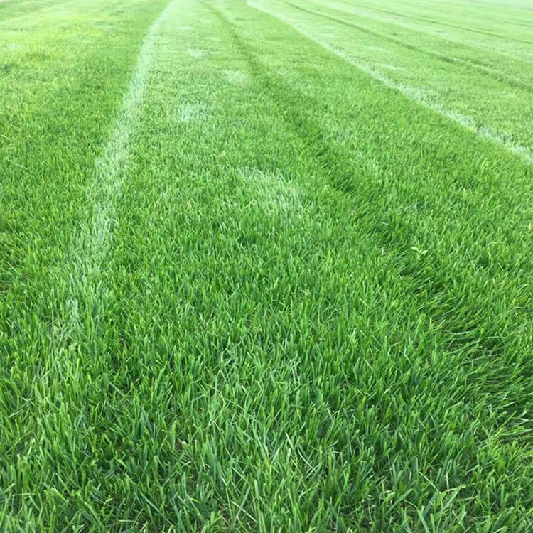 Фабрика Озеленение Семена Газона Высокие Семена Овсяной Защита Склона Семена Озеленение Ландшафтная Техника Полные Сорта Большое Количество Отлично