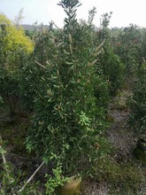 903���� �����tǧ�� 1.5-2�׸ߴ��� ���� Ӳ֦�tǧ��