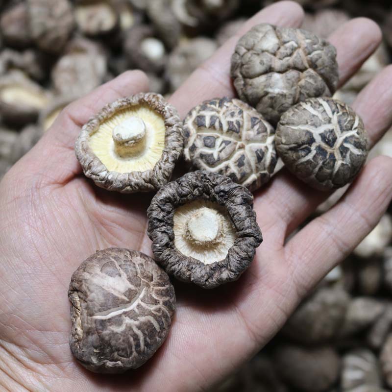 春栽花菇冬菇批发 金钱茶花菇 500克食用菌产地批发 量大从优|ru