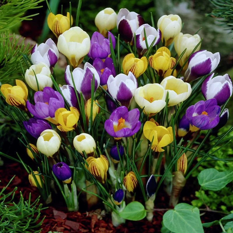 Оптовая продажа шафрановая луковица крокуса морозостойкий Крытый двор Декоративные луковицы растения цветы