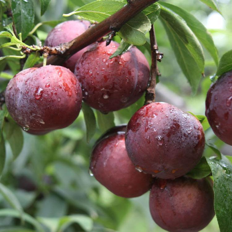 wKhQv1g34dCEcuQjAAAAADimibY466