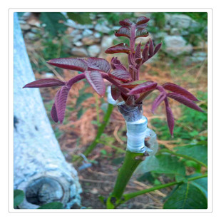 ����������Ʒ�N �tƤ���Ҙ��� �t�~�t���t�� ��Ƥ�Lɽ���� �̸���