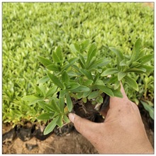 �M�����Գ��оG��ֲ���������߾��� ���ݻ������lС�����߾���