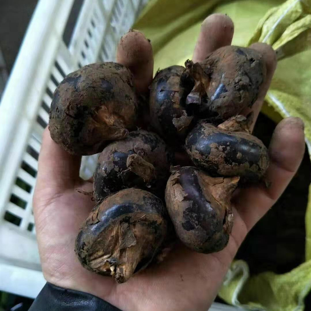 Freshly Dug Large Water Chestnuts, Farm Specialty, Self-Grown Red Water Chestnuts, 2.5kg Generations of Water Chestnuts