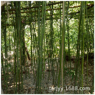 �������ӻ���ֱ�N Ʒ�Nȫ �ͺ��ļ����� ���̾G�� ͥԺ��ֲ����