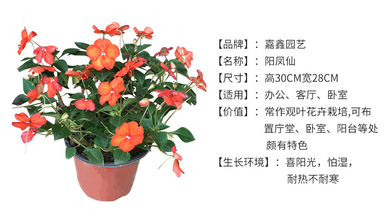 夏季时花品种有哪些,夏季花的种类,夏天的花有哪些_大山谷图库