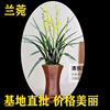 orchid White ink Bud highly flavored type Chinese Cymbidium Cymbidium indoor a living room Office flowers and plants Green plant purify atmosphere