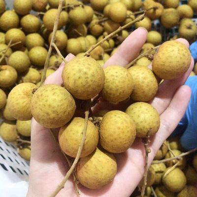 新鲜水果4斤顺丰陆运龙眼桂圆 金标裸果|ms