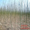 Selling Guohuai Xiaomiao Guaishai saplings greening engineering tree seedlings are complete and large -scale discounts