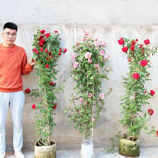 ���l�ٱ��¼�����W�������Nޱ�����ļ��_�������������󻨝���õ