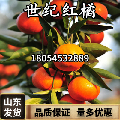 新品种世纪红桔苗 柑桔红橘果苗 地载盆栽果树苗 世纪红桔树苗