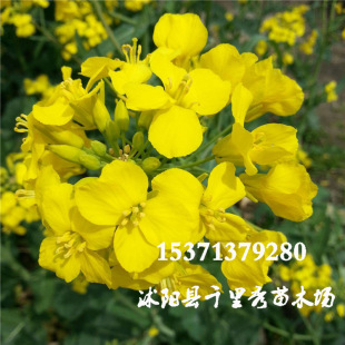 ���l�Ͳ˻��N���Ͳ���ܿ޷�N�Ӵ��컨�����Ͻ��������|���r���·N