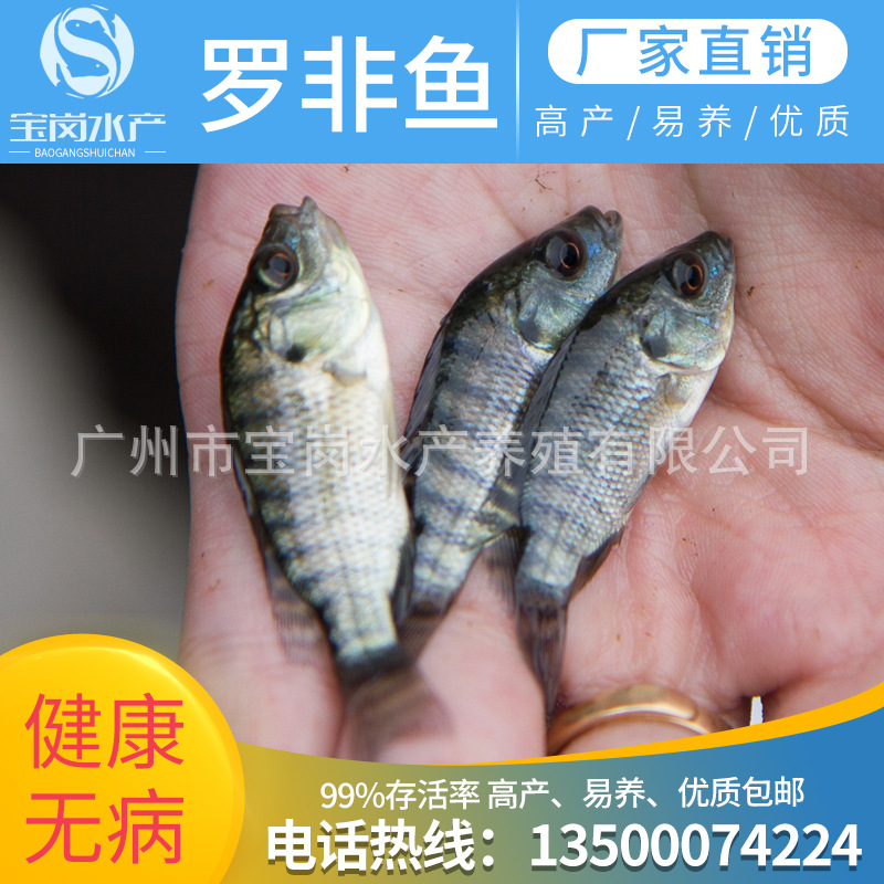2020新苗 魚苗批發 羅非魚苗  尼羅羅非魚  新吉富羅非魚苗水花