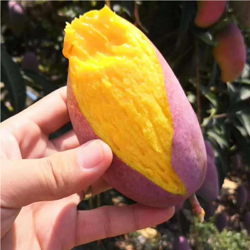 贵妃芒海南芒果10斤中大果新鲜水果当季整箱小红金龙应季热带代发|ms