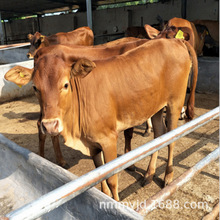 西門塔爾牛養殖出售 魯西黃牛牛犢批發零售 育肥小黃牛種公牛
