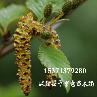 ���l��ľ�N�Ӻ����ϷN���Ჴ����ľ�N�Ӯ����·N�|���r�����󃞻�