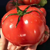 Shandong Provence Tomatoes fresh Farm Sandy loam Persimmon 5 11-12 One by one.