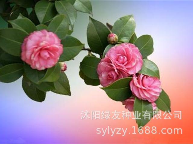 华东山茶重瓣品种,重瓣山茶花有哪些品种,茶花品种品名及图片_大山谷图库