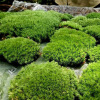 Moss micro -landscape air -drying \ Fresh white hair moss small white hair accessories material box installed indoor moss wall