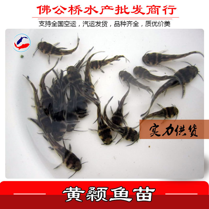 廠家直銷 黃颡魚苗 淡水全雄雜交黃骨魚苗批發