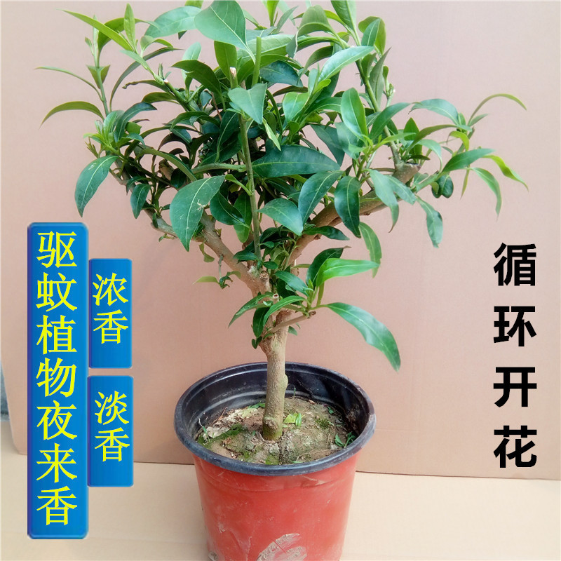 夜來香盆栽植物包郵夏季客廳室內驅蚊香草苗樹苗四季開花淨化空氣