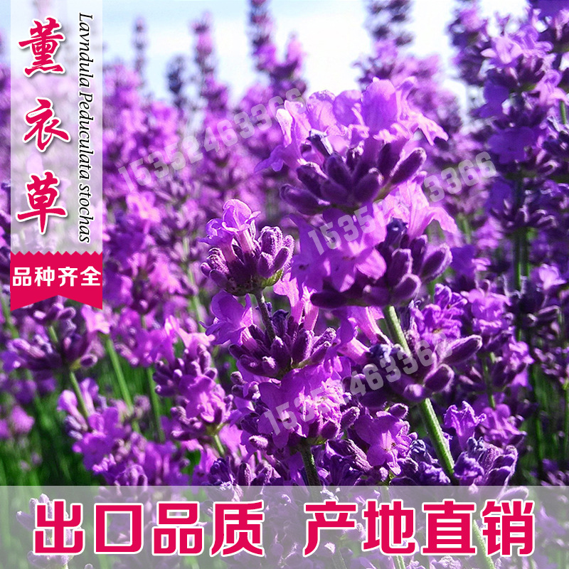 香草花卉薰衣草种子景观花海观赏庭院春播阳台耐寒四季种草花种子|ru