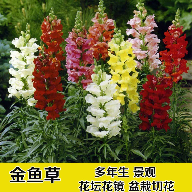 Семена Голдкарпа Семена многолетние травянистые цветы Семена Четыре сезонных вида устойчивые цветы Семена хризантемы Открытый многолетний