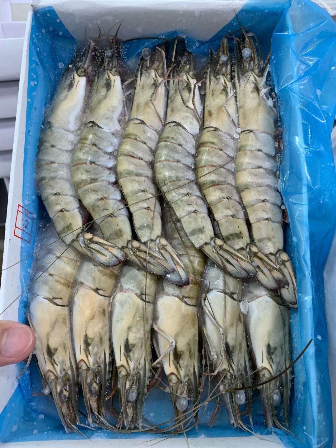 【拍下不发】加工定制冻草虾黑虎虾鲍鱼肉对虾熟虎虾熟白虾虾仁