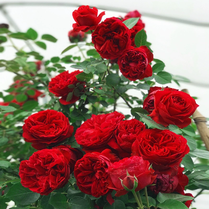 Вид на цветочный балкон Горшечные зеленые растения роза роза роза