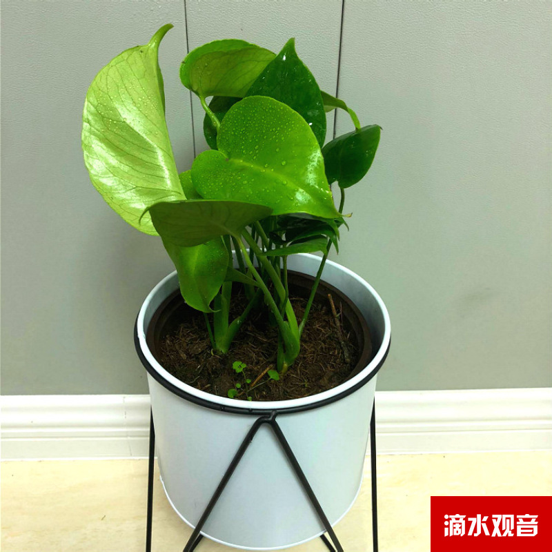 Planta verde de escritorio mayorista flor de oficina flor de rosa verde árbol rico base de plantas de maceta interior suministro image 38
