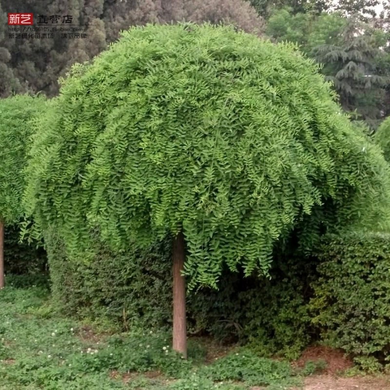 绿化苗庭院风景观赏树龙爪槐垂槐盘槐垂枝槐龙爪树苗龙飞凤舞吉祥