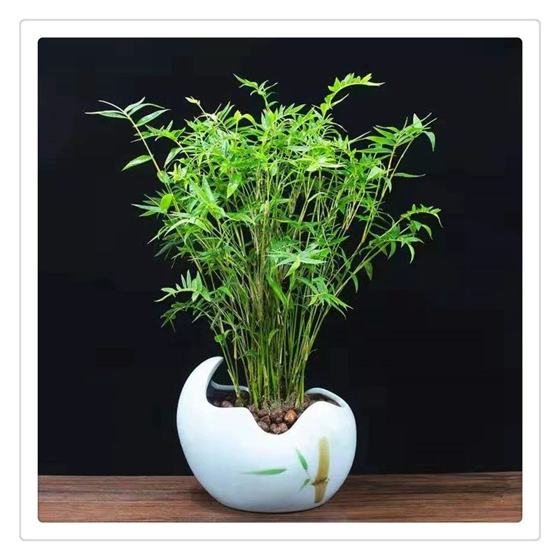 Рис Бамбук Горшке Бамбук Рассада Fengwei Бамбук В Горшке Бамбук Guanyin Декоративные Бамбуковый Двор Небольшой Бонсай Рис Бамбук Рассада