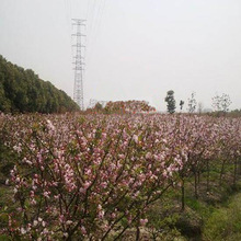 批发木瓜海棠 立彩花海景观四季海棠 易管理