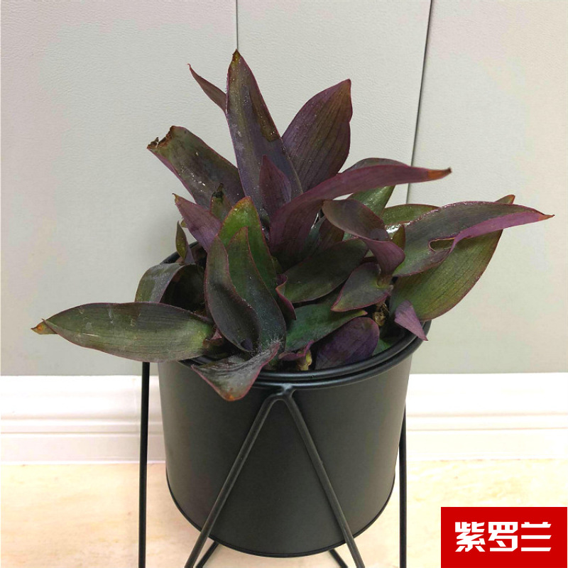 Planta verde de escritorio mayorista flor de oficina flor de rosa verde árbol rico base de plantas de maceta interior suministro image 17
