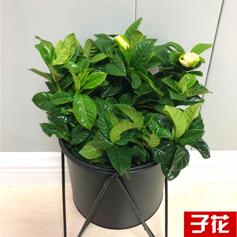 Planta verde de escritorio mayorista flor de oficina flor de rosa verde árbol rico base de plantas de maceta interior suministro image 14