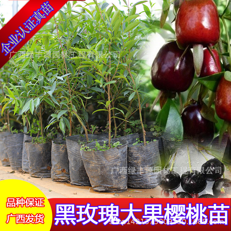 Brazil Cherry seedlings Black Rose Cherry trees Cherry Potted plant North and South plant Fruit tree seedlings