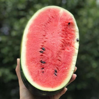 【越南黑美人西瓜1个装 】果肉红沙甜 多汁香甜 非无籽西瓜麒麟瓜|ru