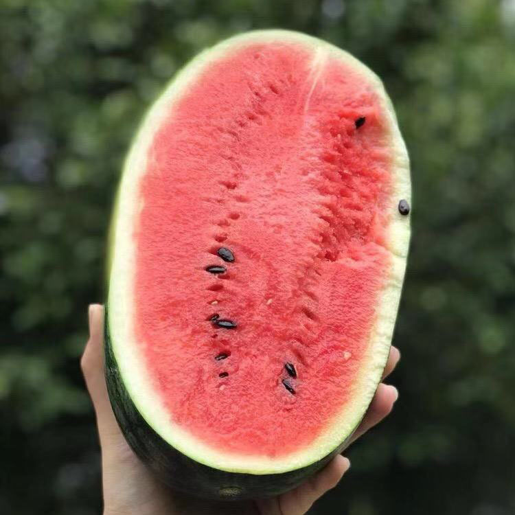 【越南黑美人西瓜1个装 】果肉红沙甜 多汁香甜 非无籽西瓜麒麟瓜|ru
