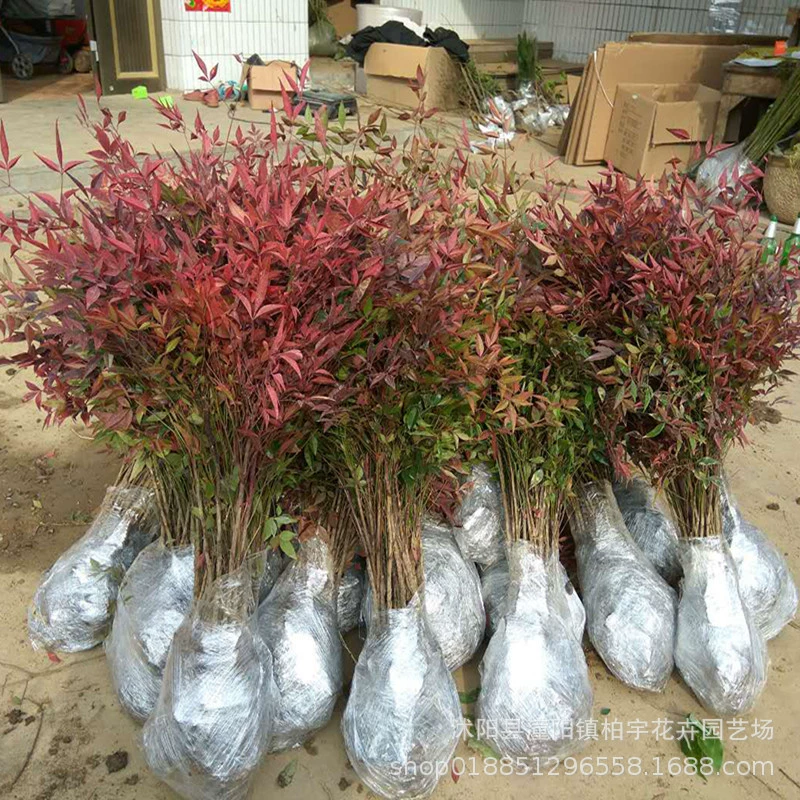 Озеленение Рассады Нантантантус Садовые Растения Озеленение Рассады Нантантантус Бамбуковая Рассада Нантантантус Красный Бамбук Бонсай Морозостойкий