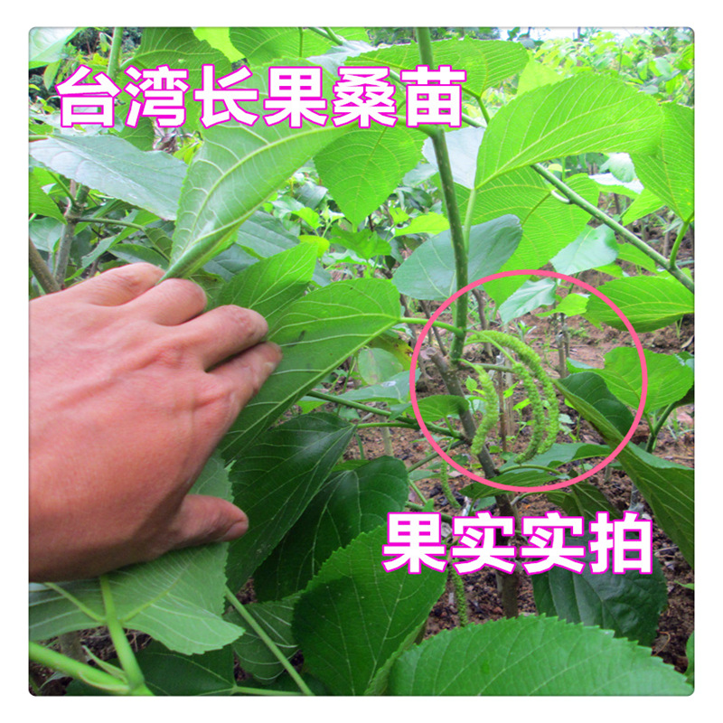台湾长桑果苗 长桑果树苗 桑葚树苗 长果桑树苗 台湾四季长桑果苗